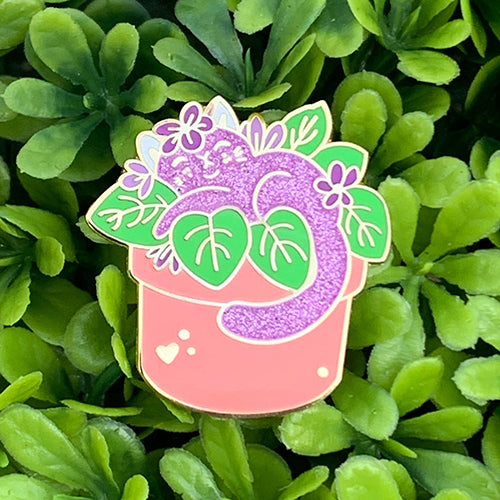 African violet Cat Plant pin Pin Ash Evans 